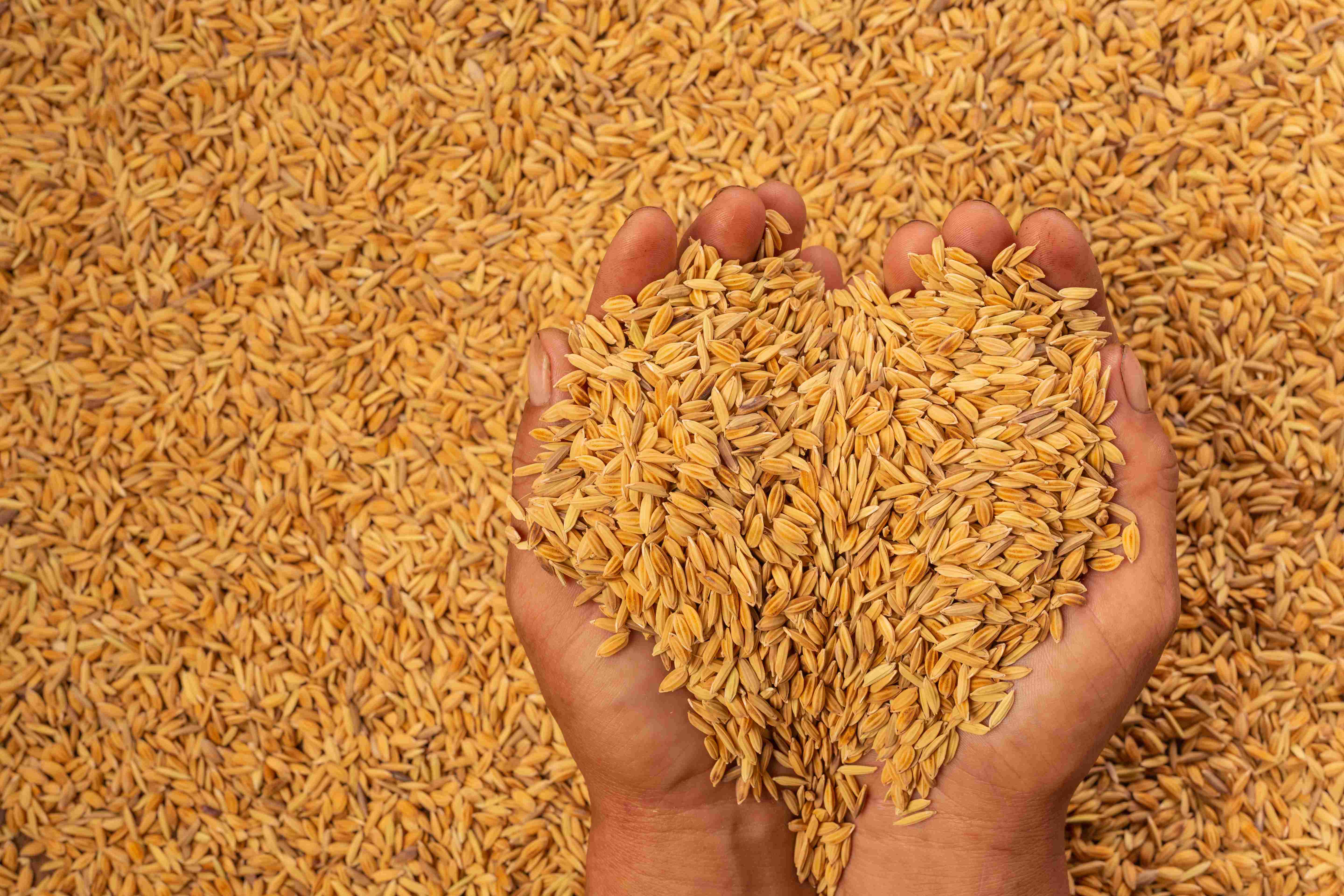 Paddy - Dev Tandoor Industries