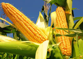 Maize
